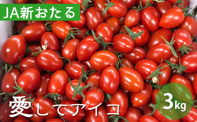 北海道仁木産ミニトマト【愛してアイコ】3kg