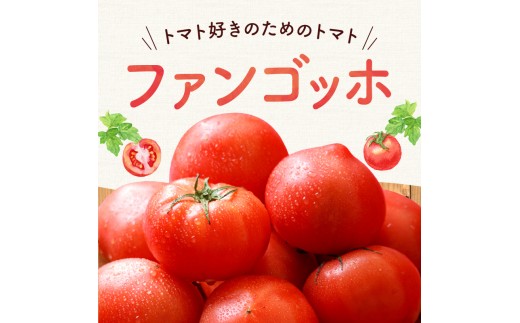 【先行予約2026年7月】トマト好き必見！食べ応え抜群！ファンゴッホ 4kg 肉厚中玉トマト 酸味と甘みのバランス_Y124-0027