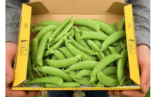 【先行予約：2026年6月上旬頃より発送】甘くてシャキシャキ！ おやつ感覚で食べられる スナップエンドウ 2Kg えんどう豆 夏野菜 おつまみ お弁当 旬の野菜 産地直送 NicoFarm_Y124-0049