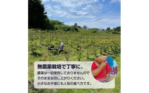 【先行予約：2026年8月中旬以降発送】【余市産無農薬】冷凍ブルーベリー 残留農薬検査済み 2026年収穫_Y155-0002