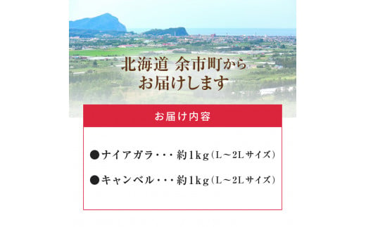 【先行予約：2025年9月中旬以降発送】フルーツ王国余市産「ナイアガラ・キャンベル」2kg【ニトリ観光果樹園】_Y074-0126