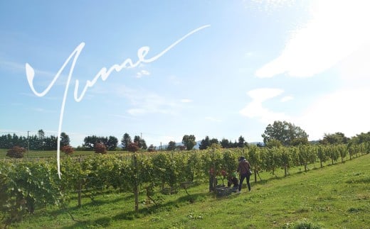 ãæ°ééå®ãäœåžãã¯ã€ããªãŒå€¢ã®æ£®ãããã»ãã¯ãŒã«2023&ãªãŒãã«ç€Ÿè£œããŽå
¥ãã¯ã€ã³ã°ã©ã¹_Y034-0113