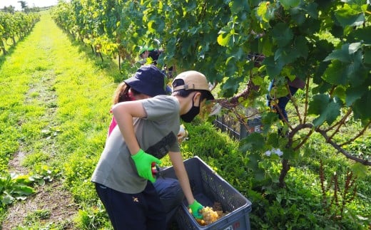 ãæ°ééå®ãäœåžãã¯ã€ããªãŒå€¢ã®æ£®ãããã»ãã¯ãŒã«2023&ãªãŒãã«ç€Ÿè£œããŽå
¥ãã¯ã€ã³ã°ã©ã¹_Y034-0113