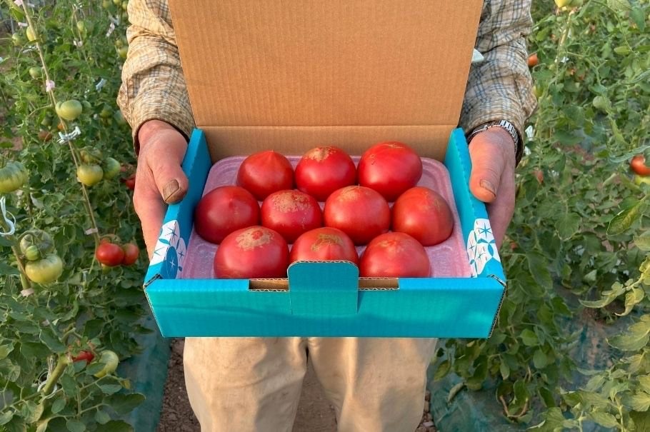 〔予約受付中〕しおかぜの畑 中野ファーム 余市産 フルーツトマト 1kg(2023年初夏発送) 高糖度トマト