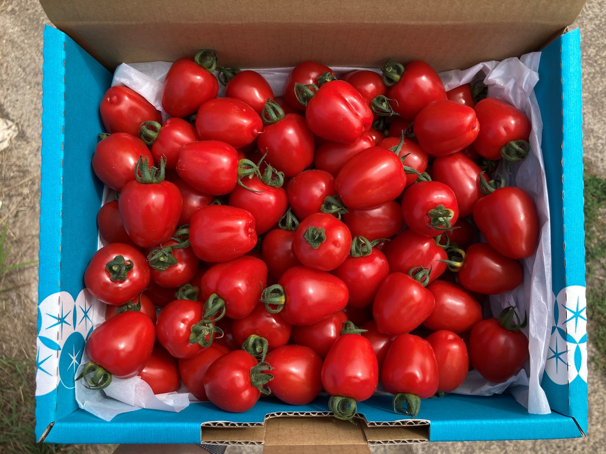 〔予約受付中〕しおかぜの畑 中野ファーム 余市産フルーツトマト 1kg・トマトベリー 1.5kgセット(2023年初夏発送) 高糖度トマト・ミニトマト