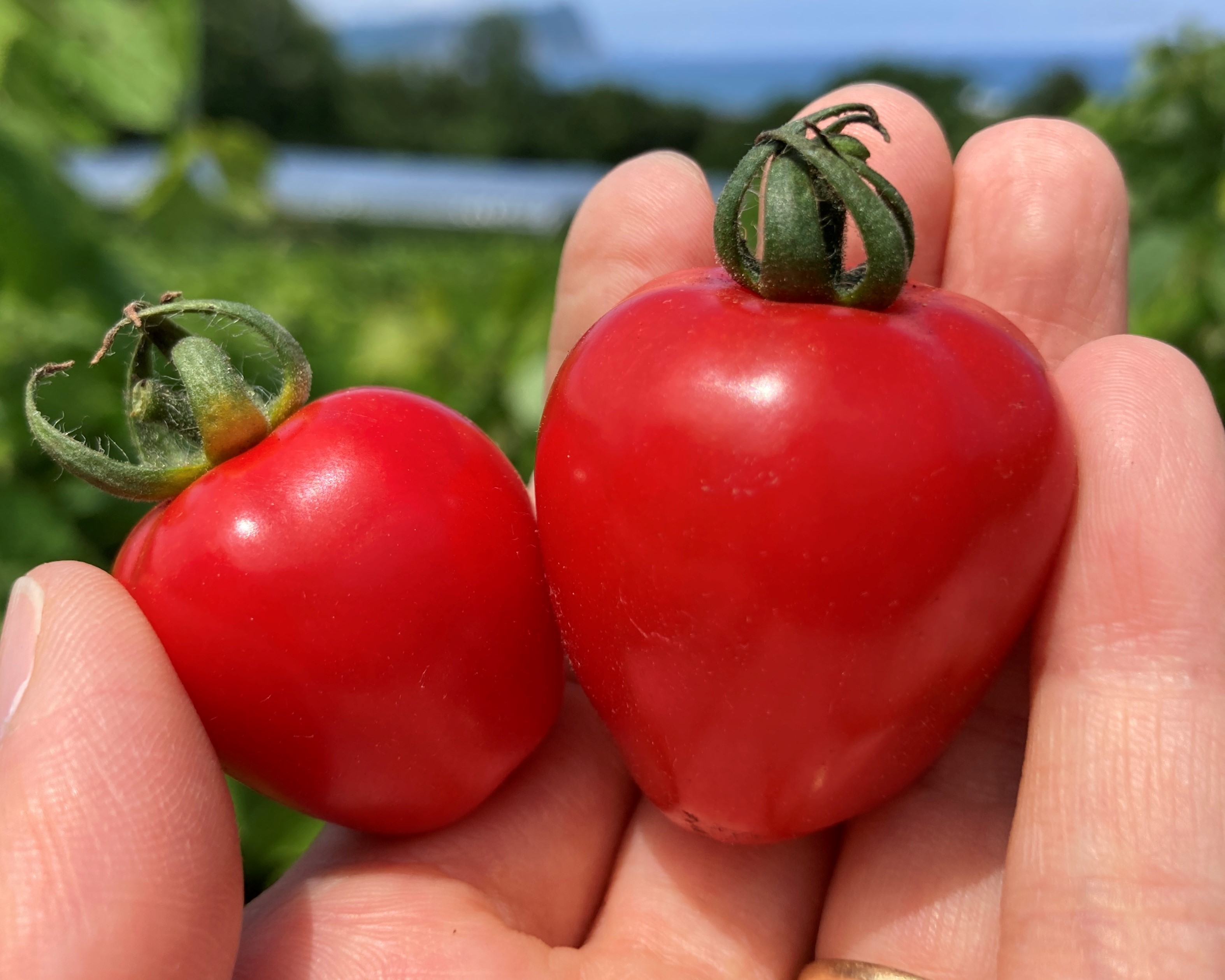 〔予約受付中〕しおかぜの畑 中野ファーム 余市産 トマトベリー 1.5kg(2023年初夏発送) ミニトマト