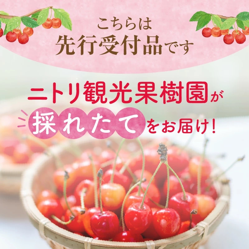 2025年発送【先行予約】令和7年産 甘さとジューシーさがたまらない さくらんぼ 紅秀峰 L～2L 800g フルーツ王国余市産 バラ詰め 200g 4パック 【ニトリ観光果樹園】 果物 フルーツ 食品 冷蔵 北海道 余市町 _Y074-0115