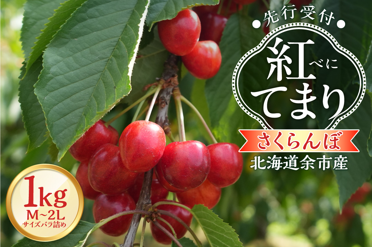 ã2026å¹Žç£ å
è¡äºçŽãïŒåæµ·éäœåžç£ïŒãããããŒãçŽ
ãŠãŸããïŒMïœ2Lãµã€ãºãã©è©°ãïŒ500ïœÃ2ããã¯_Y103-0057