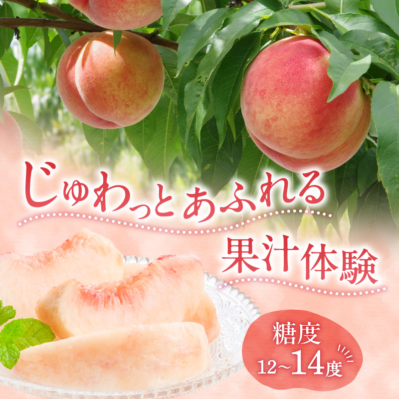 【先行予約：2026年8月中旬以降発送】フルーツ王国余市産「桃」 2kg【余市ふるさと納税推進センター】_Y160-0002