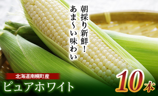 令和8年発送 北海道産 とうもろこし ピュアホワイト10本 朝採れ 一番果 生食 産地直送 数量限定 期間限定