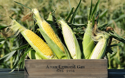 什å8幎çºé åæµ·éç£ ãšããããã é£ã¹æ¯ã¹ ãã¥ã¢ãã¯ã€ã3æ¬ïŒããŸããã§ã3æ¬ ææ¡ã äžçªæ çé£ ç£å°çŽé æ°ééå® æééå®