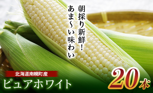 令和8年発送 北海道産 とうもろこし ピュアホワイト20本 朝採れ 一番果 生食 産地直送 数量限定 期間限定