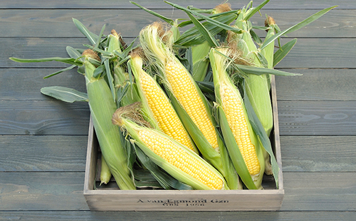 和8年発送 北海道産 とうもろこし あまいんです20本 朝採れ 一番果 生食 産地直送 数量限定 期間限定