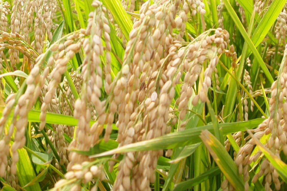 お米・野菜の美味しさを広める事業