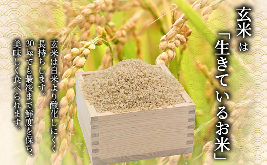 【2027年3月発送】令和 8 年産 【 配送時期が選べる 】 奈井江町 ゆめぴりか 玄米 30kg 特 A ランク評価 低タンパク追求 JA 新すながわ 大容量 クリーン農業 北海道米 ブランド米 産地限定米 お米 米 こめ ごはん ご飯 ないえ