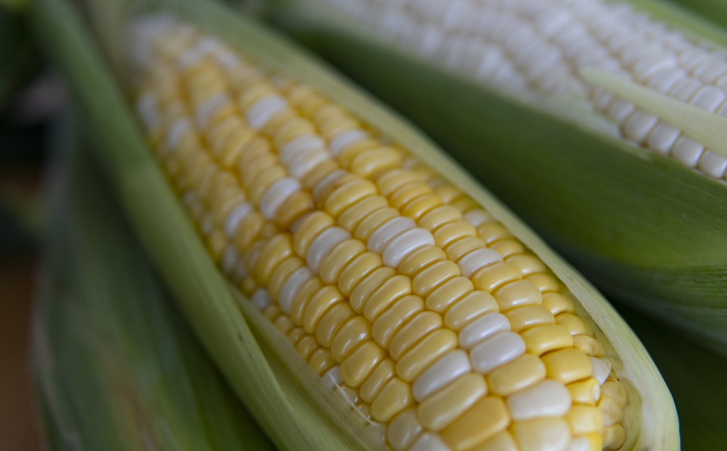 北海道の超スイーツコーンバイカラー種ドルチェドリーム満喫6本セット