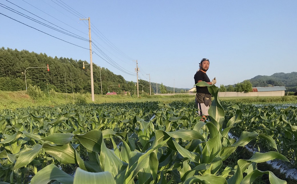北海道の超スイーツコーンバイカラー種ドルチェドリーム満喫10本セット