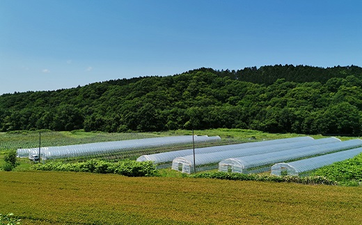 【先行予約】新鮮！春採り グリーンアスパラガスLサイズ1kg 東山農場