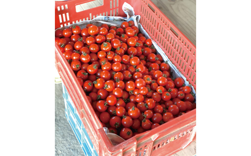自社農園有機ミニトマト使用！SUNDROPミニトマトケチャップ　5個セット