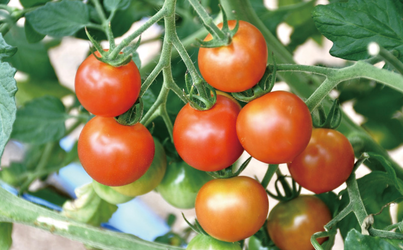 自社農園有機ミニトマト使用！SUNDROPミニトマトケチャップ　5個セット