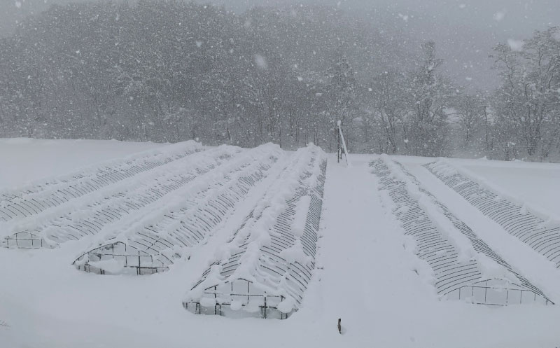 北海道栗山町産 極太ホワイトアスパラ（4Lサイズ以上）1kg オジファーム