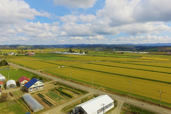 【玄米12ヶ月定期便】特別栽培「きなうす米」ふっくりんこ5kg×12回