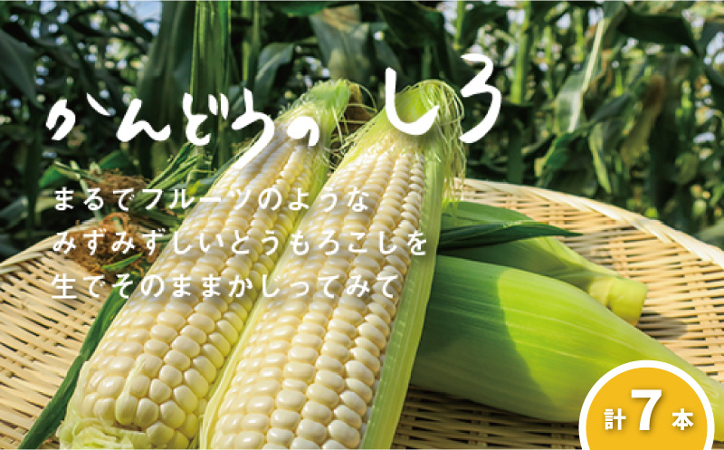 【先行予約】大地の恵み「とうもろこし（ホワイト）」7本