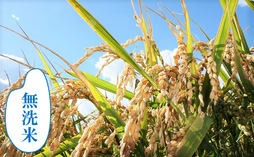 【無洗米12ヶ月定期便】特別栽培「きなうす米」ふっくりんこ5kg×12回