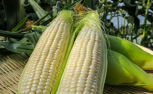 【先行予約】大地の恵み「とうもろこし2色セット」14本