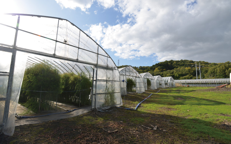 【先行予約】極太 北海道産 春採りグリーンアスパラガス 2kg 3L〜2L 岸本農場
