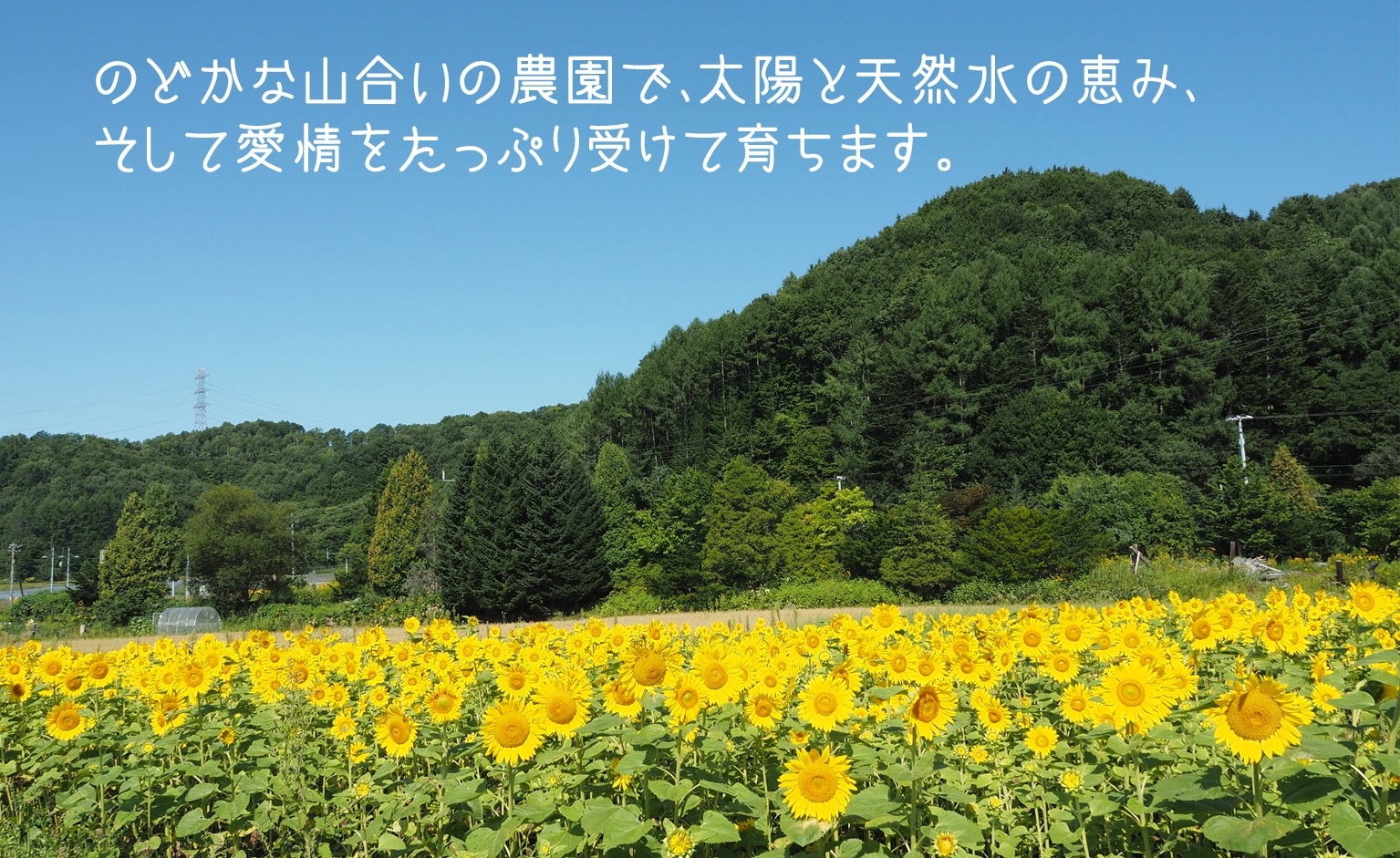 【先行予約】豊潤な香り「特選甘熟キングメロン」2玉