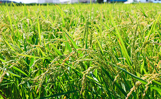 特別栽培「きなうす米」セット（無洗米）2kg×3品種
