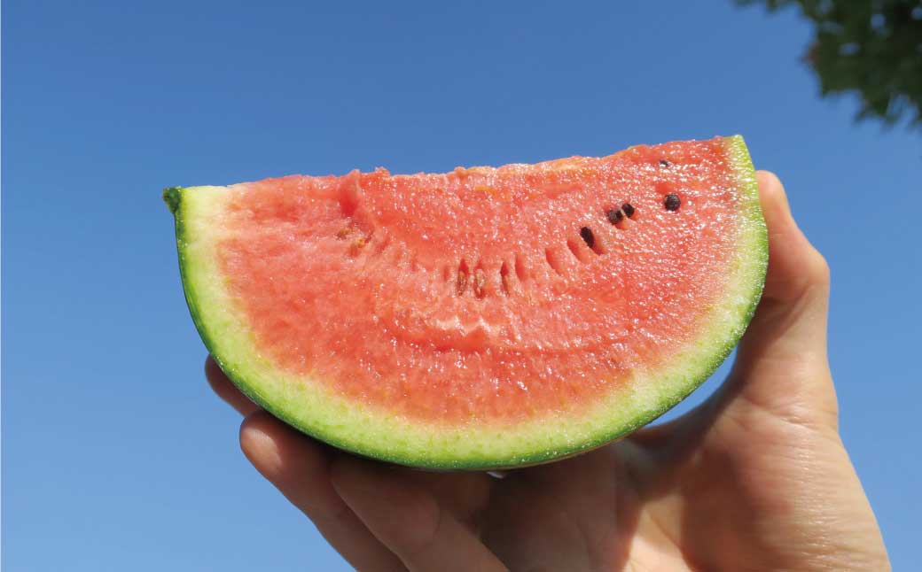 小玉スイカ「ピノガール」2玉　北海道産”シャリ甘”