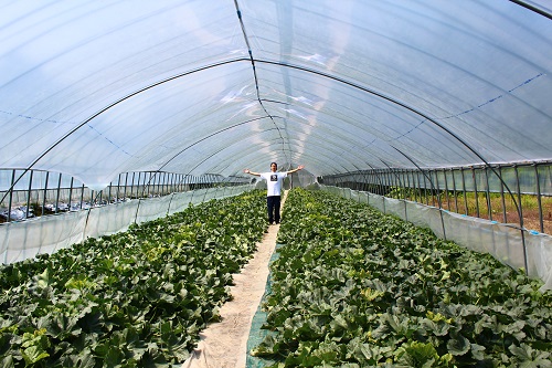 極äžã®äžåãæ¥åã¡ãã³ïŒãã³ã°çš®ïŒãïŒ1.6kgçžåœÃ2çïŒ