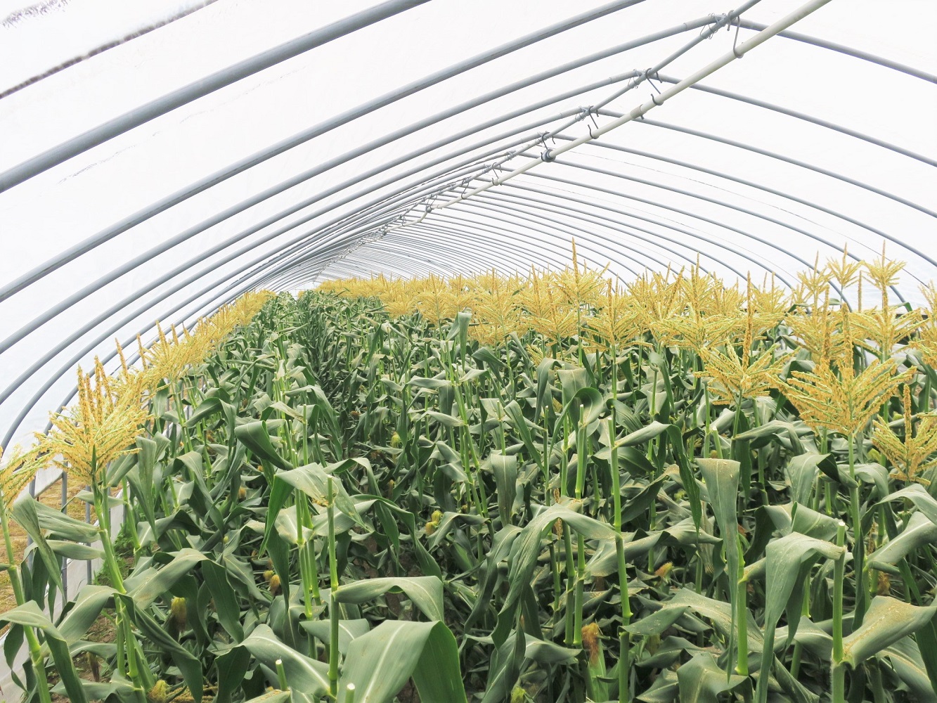 【先行予約】大地の恵み「とうもろこし2色セット」14本