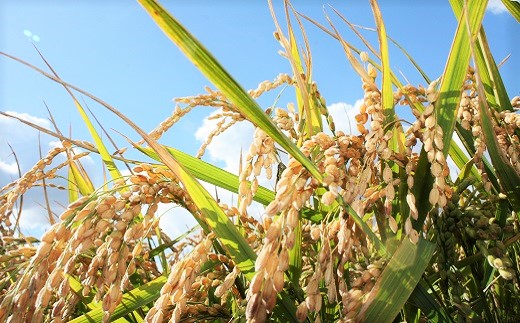 【無洗米12ヶ月定期便】特別栽培「きなうす米」ふっくりんこ5kg×12回