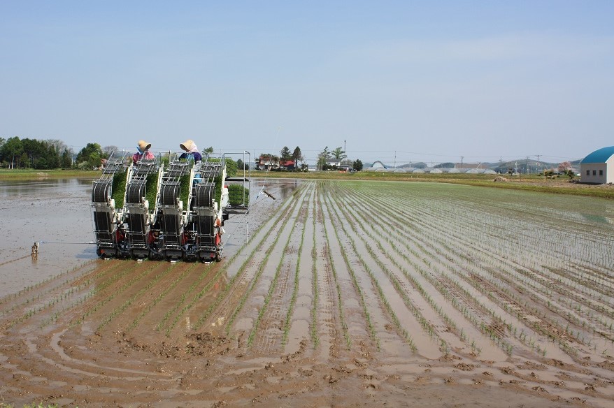 【玄米6ヶ月定期便】特別栽培「きなうす米」ふっくりんこ5kg×6回