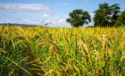 【無洗米6ヶ月定期便】特別栽培「きなうす米」ゆめぴりか5kg×6回