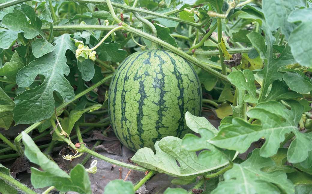 小玉スイカ「ピノガール」2玉　北海道産”シャリ甘”