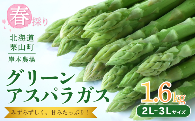【2027年度産 先行予約】極太 北海道産 春採りグリーンアスパラガス 約1.6kg 3L～2L 岸本農場