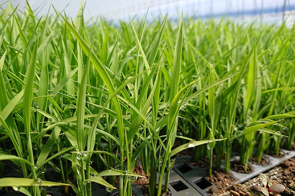 特別栽培「きなうす米」セット（精米）2kg×3品種 