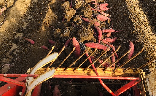 北海道産紅はるか 「しっとりやわらか 干し芋」100g×3袋