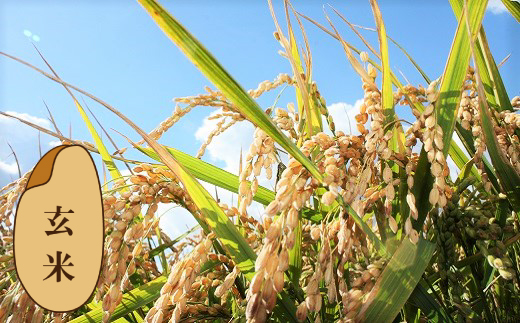 【玄米12ヶ月定期便】特別栽培「きなうす米」ななつぼし5kg×12回