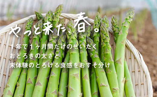 北海道産「春一番！グリーンアスパラガス」M・Lサイズ以上1.4kg