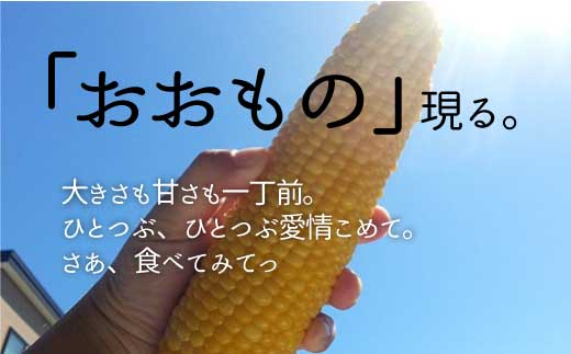 【先行予約】北海道栗山町産 スイートコーンその名は「おおもの」5本（池田農林）