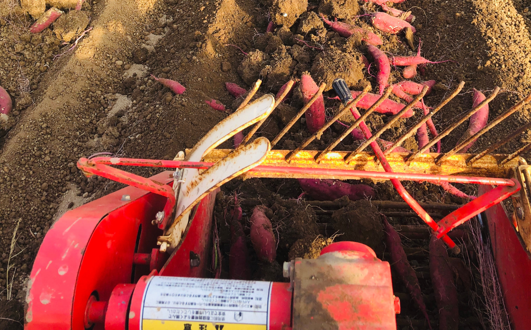 蜜がしたたる北海道産さつまいも「紅はるか」6kg