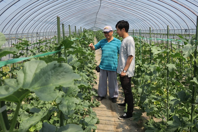 夕張山系のおいしいキングメロン4玉 北海道産