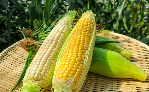 【先行予約】大地の恵み「とうもろこし2色セット」10本
