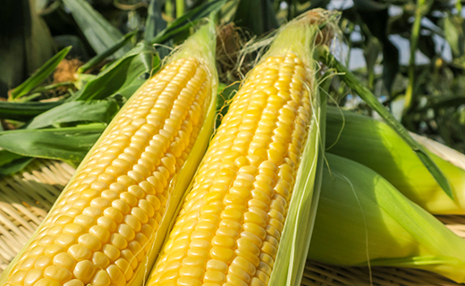 【先行予約】大地の恵み「とうもろこし2色セット」14本