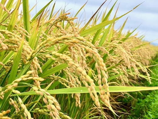 夕張の水が育む！有機肥料のお米　なごみ（ななつぼし種）5kg×2袋